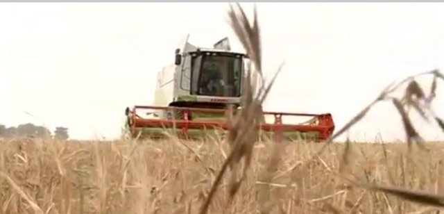 Una cosechadora recolectando cereal en CyL