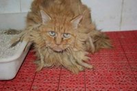 SOS Mascotas asegura que Son Reus "acaba siendo el verdugo" de animales abandonados y exige "soluciones" a Truyol