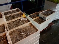 Incautadas en Málaga 1,8 toneladas de pescado y moluscos inmaduros y sin control sanitario