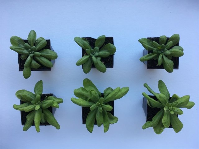 Diferencias de crecimiento en plantas sometidas al estudio