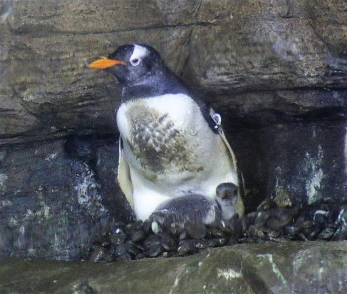 Pingüinos Juanito nacen en l'Oceanogràfic