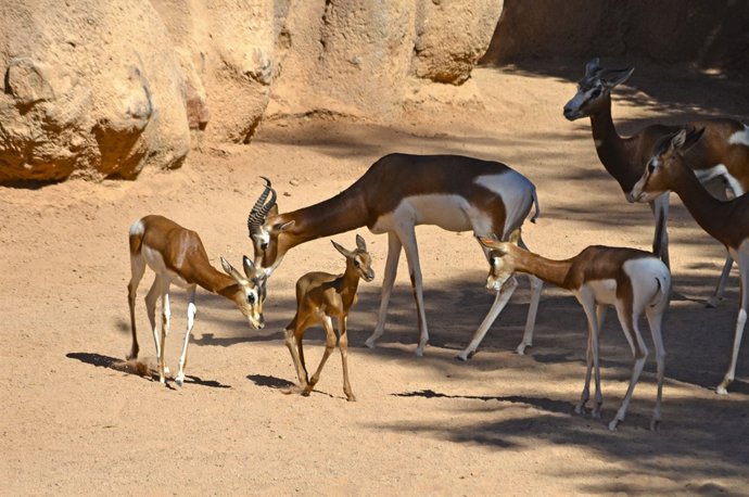 Nace la quinta gacela Mhorr