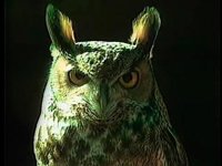 Museo Guggenheim Bilbao proyectará este jueves el primer largometraje en vídeo de Bill Viola 