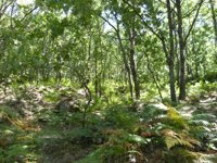 El 68% de la madera que consumen las empresas de Euskadi procede de bosques vascos