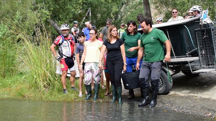 Liberados 400 alevines de trucha común en el río Guadalfeo 