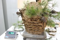 Medio Ambiente localiza tres nidos de avispa asiática en lo que va de año en Mallorca