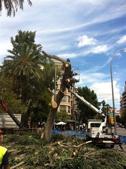 Tala ficus plaza de España