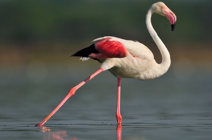 Flamenco en Doñana