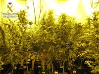 Dos detenidos por cultivar 547 plantas de marihuana en Torrejón del Rey