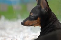 Equo pide control al Gobierno en el transporte de cachorros desde Europa del Este