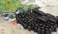 Dos detenidos en Zamora e incautadas 270 plantas de marihuana