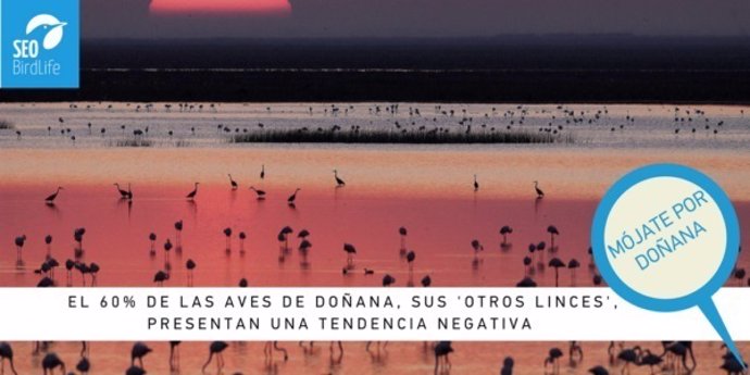 Campaña de SEO/BirdLife para conservar Doñana