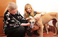 Madrileños pueden combatir el abandono animal con fotos junto a sus mascotas y el hashtag #MiMascotaVaConmigo