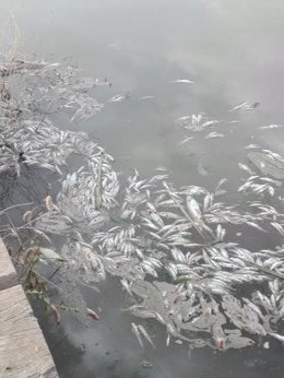 Peces muertos en el Guadalquivir por el vertido de orujo