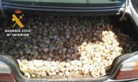 Detenidos dos jóvenes por el hurto de 400 kilos de ajos ya recolectados en Albacete