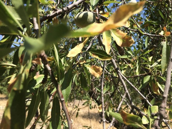 Ndp Para Su Difusión: Xylella Fastidiosa | Unión De Uniones Reclama Al Ministeri