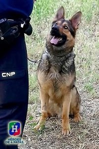 El Gobierno se suma a la iniciativa para promover la declaración del Día Mundial del Perro del Trabajo