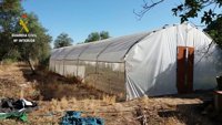 Detenido un acusado de cultivar marihuana en su parcela de Utrera (Sevilla)