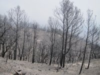 La Sierra de Lújar experimenta una "buena restauración espontánea de la vegetación" tras dos años del incendio