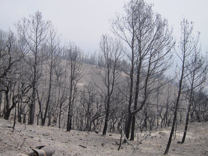 Zona de la Sierra de Lújar calcinada tras el incendio.