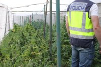 Desmantelan dos plantaciones con 895 plantas de marihuana en Torrent