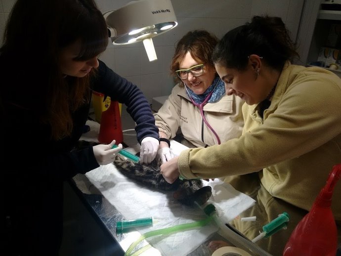 Animal atès en un centre de fauna salvatge