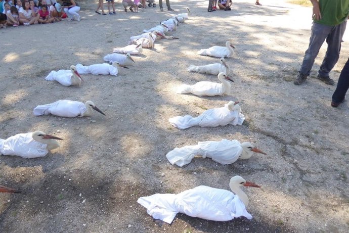 Cigüeñas en el GREFA