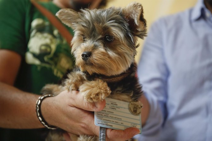 Chapa y carnet que tienen que tener los perros en Málaga