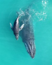 Investigadores observan un aleteo inesperado de las aletas en ballenas jorobadas