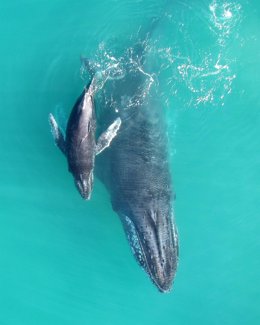 Madre y bebé de ballena jorobada