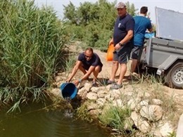 Alliberament d'exemplars d'anguila en els rius Ter i Ebre