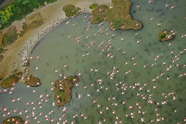 Flamencos volando sobre Doñana