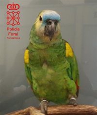 Entregan a la Policía Foral un loro perdido en Sanfermines