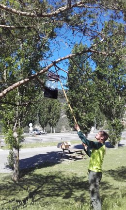 Paranys per reduir la processionària del pi