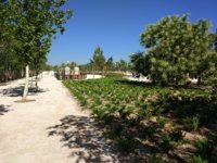 Acondicionan 31.000 metros cuadrados en el parque forestal de Fuente Carrantona, en Moratalaz