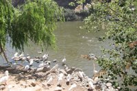 Un juez condena la 'suelta de patos' de Sagunto (Valencia)  de 2012