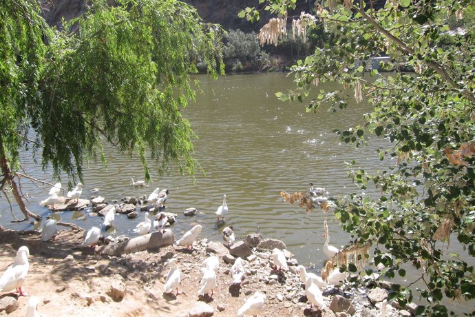 Patos en el río Tajo 
