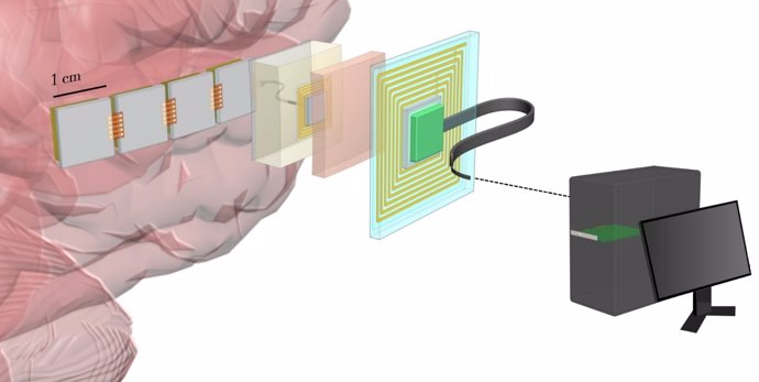Módem cerebro ordenadores NIOB DARPA Paradromics neurociencia