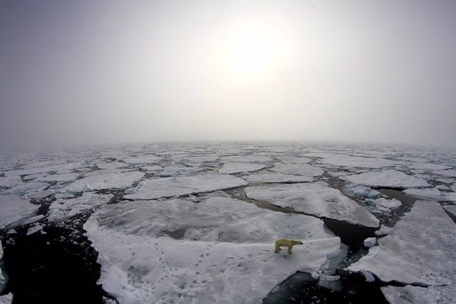 Oso polar en el hielo fragmentado durante la primavera de 2015