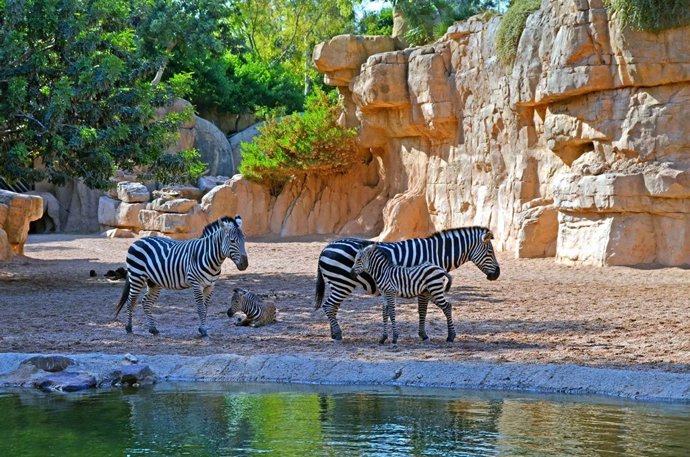 Nacen dos potros de cebra en Bioparc en 10 días