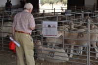 La Diputación de Badajoz subasta 172 cabezas de ganado ovino de pura raza merina