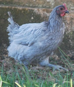 Gallina azul