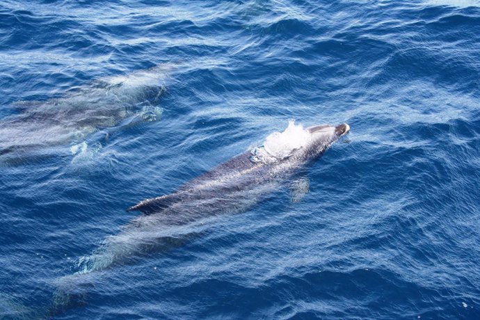 Delfines en el estrecho de Gibraltar vistos desde Ceuta