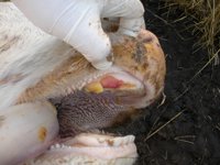 Otro brote de fiebre aftosa pone en peligro las exportaciones de carne colombiana