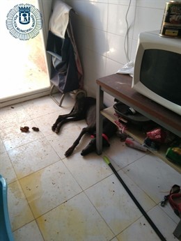 Estado de uno de los animales