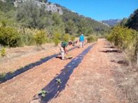 Un total de diez personas participan en el proyecto 'Raixa' puesto en marcha por IMAS