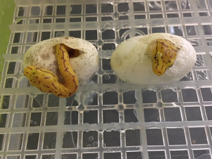 Dos de las crías en el momento de la eclosión del huevo