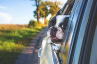 Revisar la cartilla de vacunaciones o adquirir un pasaporte para mascotas, consejos para viajar con perros este verano