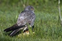 Evidencian un aumento del porcentaje de hembras agresivas del aguilucho cenizo