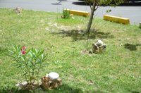 El Complejo Hospitalario de Jaén crea una jardín con las plantas sembradas por pacientes infantiles